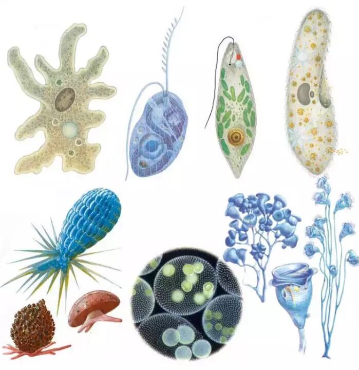 A paraziták a protozoa királysághoz tartoznak, amelyben több mint tizenötezer faj található. 
