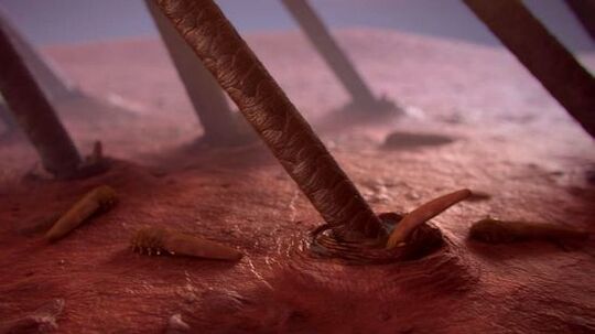 emberi bőr alatti paraziták mikroszkóp alatt