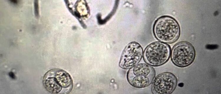 protozoon parazita sejtek